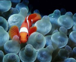 Cute and cuddly. juvenile spinecheek anemone clown in a b... by Michael Canzoniero 